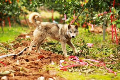 A dog staring at the camera in the field