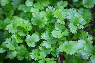 Full frame shot of fresh green plants