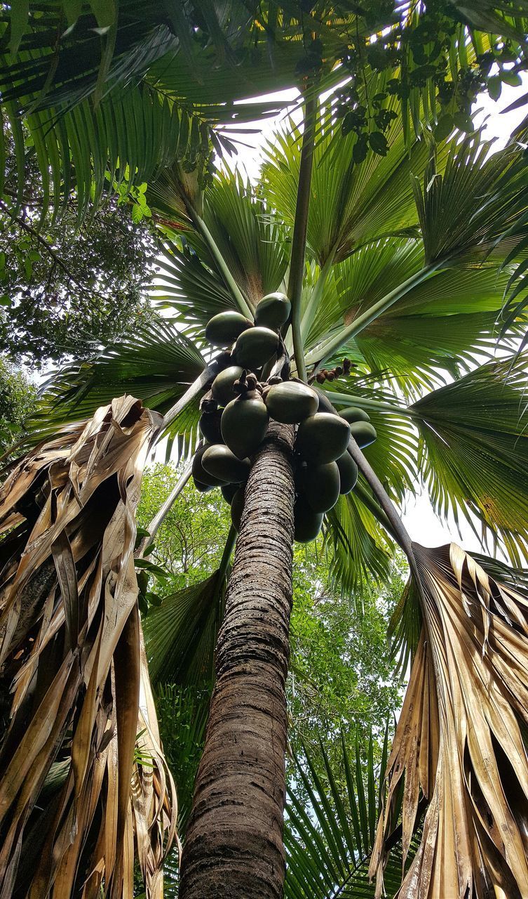 CLOSE-UP LOW ANGLE VIEW OF PALM TREES