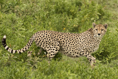 High angle view of a cat on field