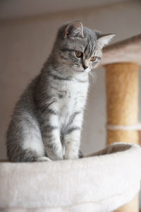 pet