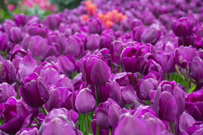 Close-up of pink tulips and rain