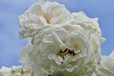 Close-up of white rose flower