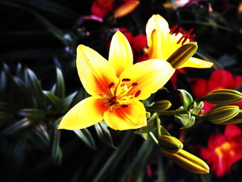 Close-up of yellow lily flowers