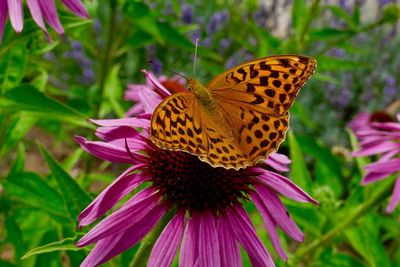 Close-up of butterfly pollinating on pink flower