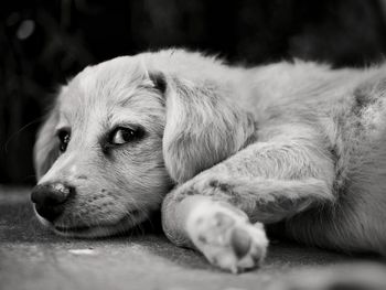 Close-up of dog resting