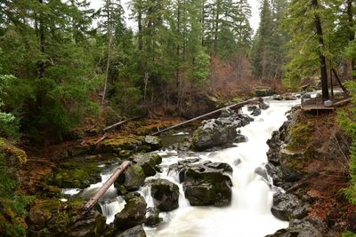 Stream flowing through rocks in forest