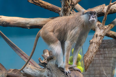 Low angle view of monkey sitting on tree