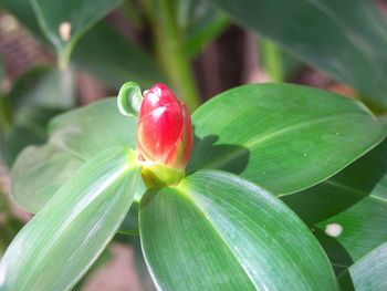 High angle view of red flowering plant