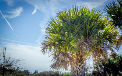 Low angle view of palm trees against blue sky