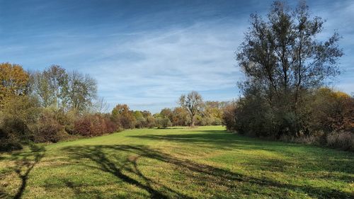 Trees on field against sky