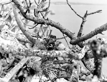 Low angle view of a bird on branch