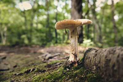 Close-up of mushroom growing on tree trunk in forest