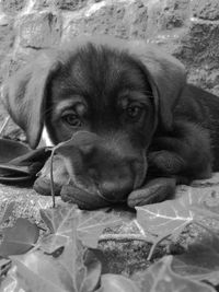 Portrait of dog relaxing on floor