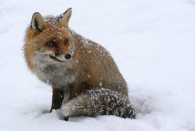 Close-up of fox sitting on snowy field