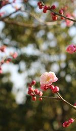 Close-up of flowers on tree