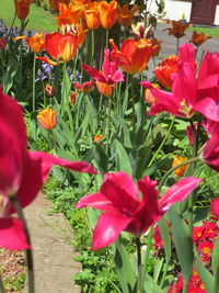 Close-up of red flowers blooming outdoors