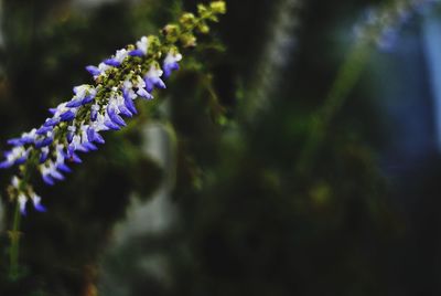 Close-up of purple flowers