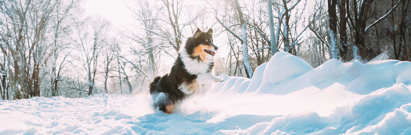 Dog on snow covered field