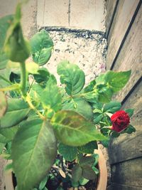 Close-up of red flowers blooming outdoors