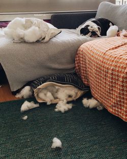 High angle view of dog sleeping on bed at home