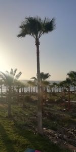 Palm trees on field against clear sky