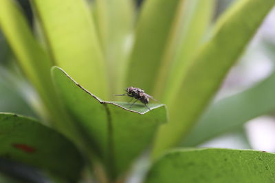 Close-up of insect on leaf