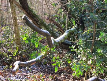 Lizard on tree in forest