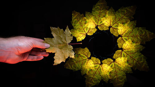 Close-up of hand holding maple leaves during autumn