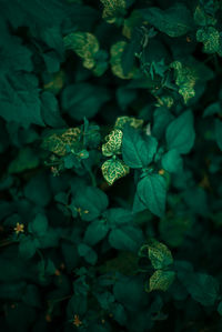 Close-up of green leaves on plant