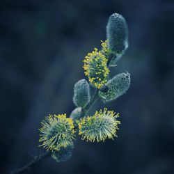 Close-up of yellow flowering plant