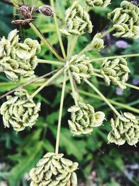 Close-up of flowering plant