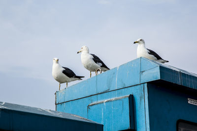 Low angle view of birds perching on railing