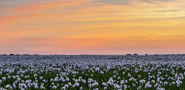 Scenic view of flowering plants on field against sky during sunset