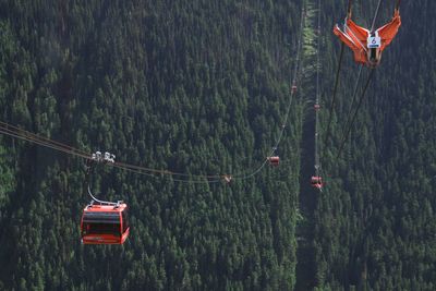 Overhead cable cars in forest