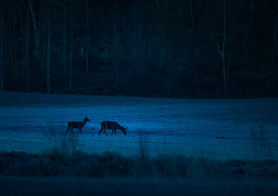 A beautiful misty morning with wild red deer herd grazing in the meadow. 