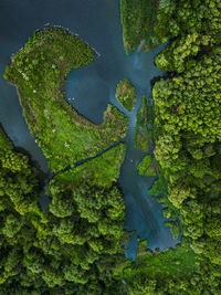 High angle view of tree trunk