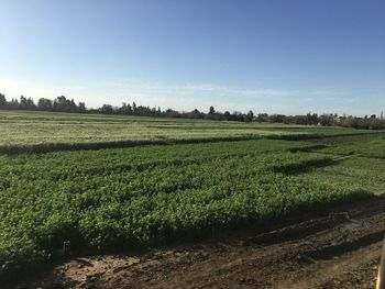 Scenic view of agricultural field against sky