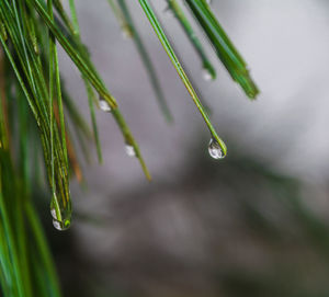 Close-up of raindrops on pine tree