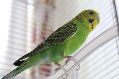 Close-up of parrot perching in cage