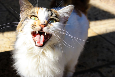 Close-up of cat yawning