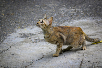 Side view of a cat looking away