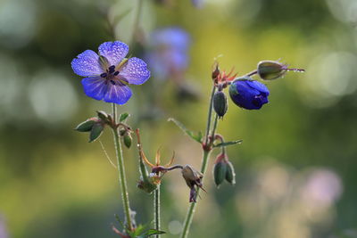 Close-up of purple flowering plant