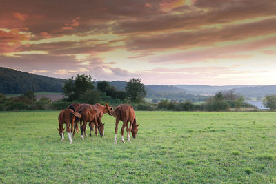 Horses grazing in a field