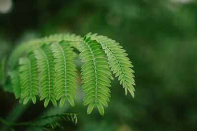 Close-up of fern leaves on tree