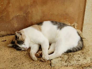 Cat sleeping on couch