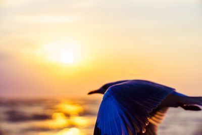 View of a bird at sunset