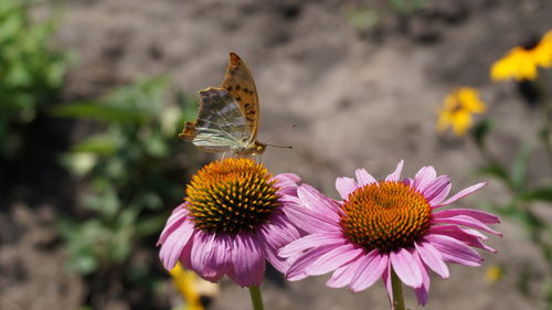 Close-up of butterfly pollinating on flower