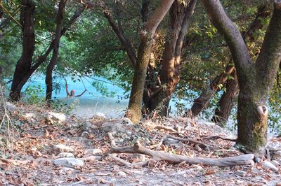 Trees growing by river