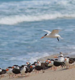 Seagulls flying against sky